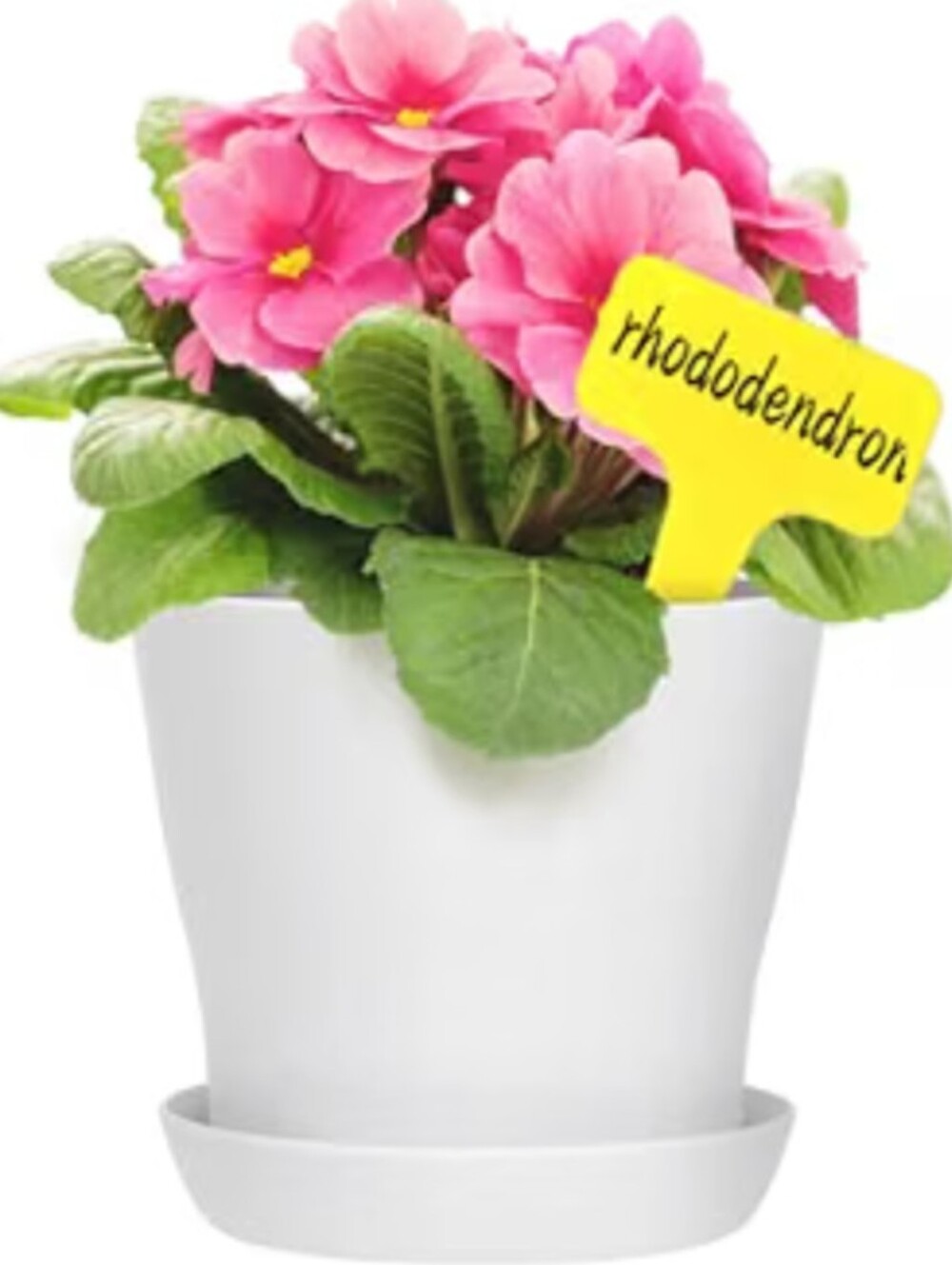 Planter Pots With Labels Simple White 4 Inch Plastic Plant Pots      6 In A Set